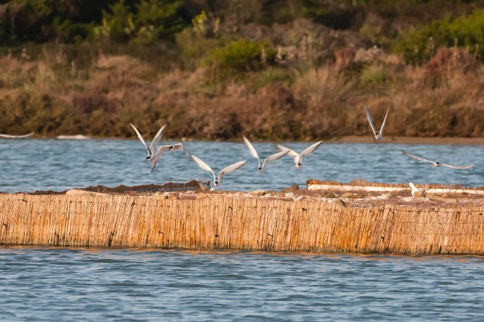 A Stintino gli uccelli ripopolano gli stagni. Record di sterne e ci sono anche i fenicotteri