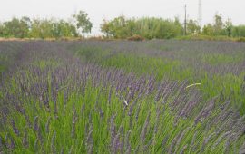 La foto. Provenza? No, Sardegna. Un campo di lavanda a Riola Sardo
