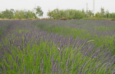 La foto. Provenza? No, Sardegna. Un campo di lavanda a Riola Sardo