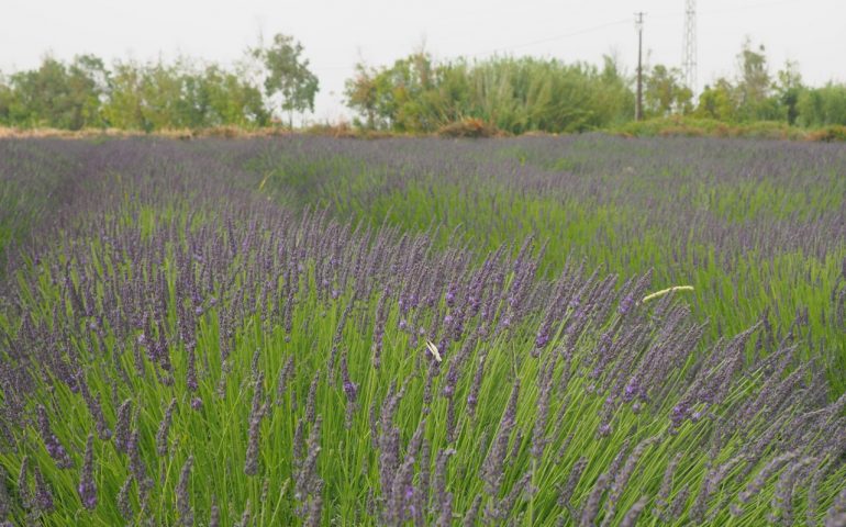 La foto. Provenza? No, Sardegna. Un campo di lavanda a Riola Sardo