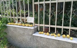 I limoni che a Villacidro vengono regalati