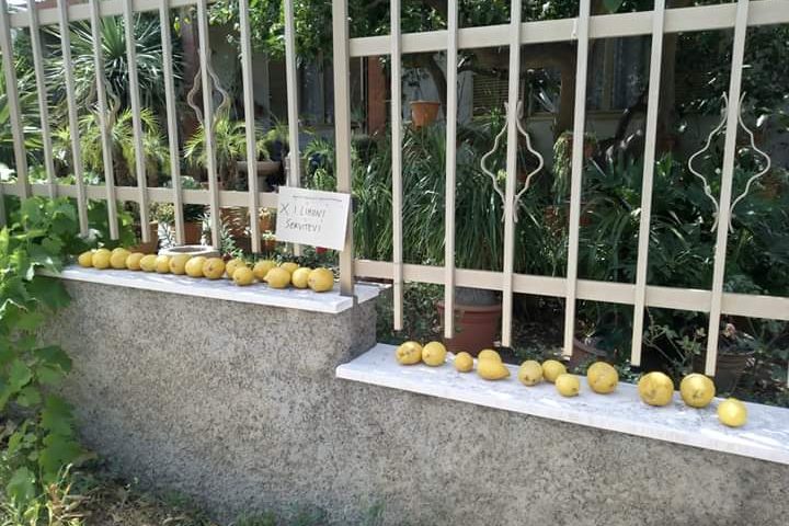 I limoni che a Villacidro vengono regalati