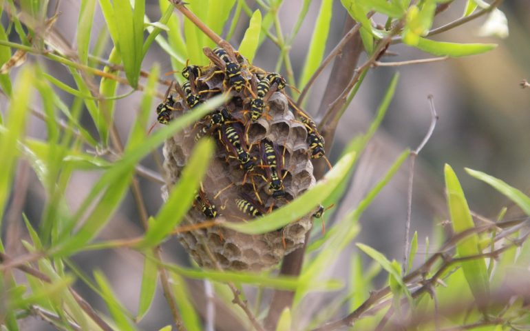 La foto: vespe indaffarate a costruire un nido, alcune celle sono già sigillate per proteggere le larve