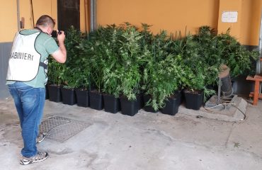 pizzaiolo arrestato Selargius piante di marijuana (1)