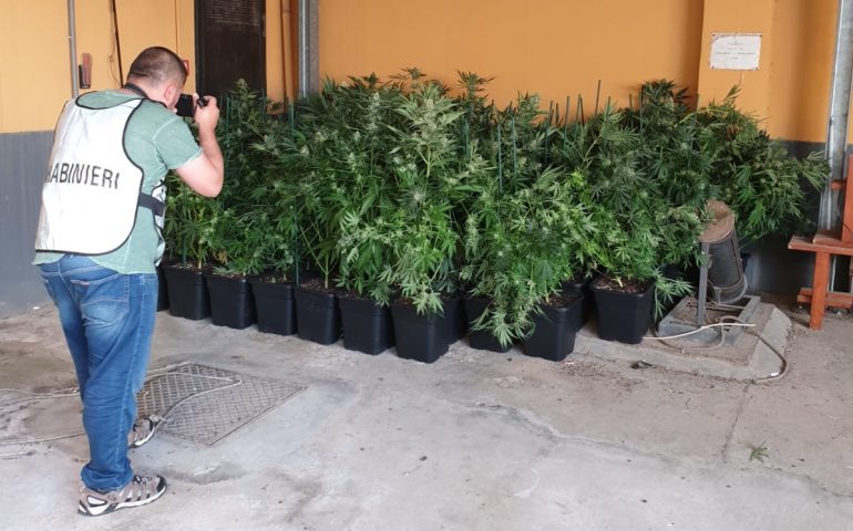 pizzaiolo arrestato Selargius piante di marijuana (1)