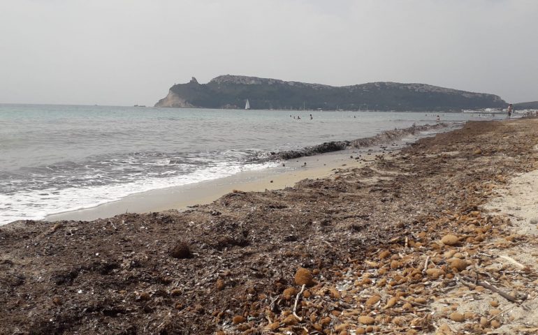 Oggi tanta posidonia al Poetto, è giusto rimuoverla o meglio lasciar fare alla natura?