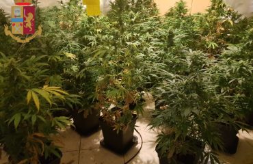 le piante di marijuana sequestrate a Sestu