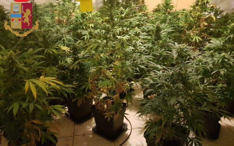 le piante di marijuana sequestrate a Sestu