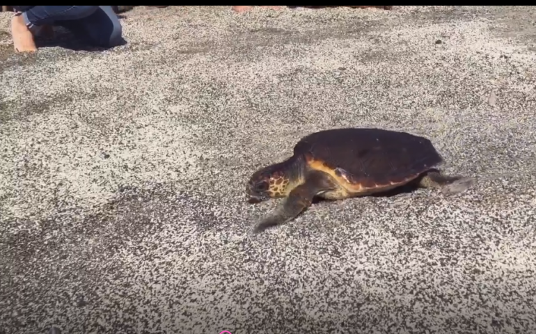 (Video) Beta, la tartaruga Caretta Caretta salvata a Solanas, è tornata in libertà