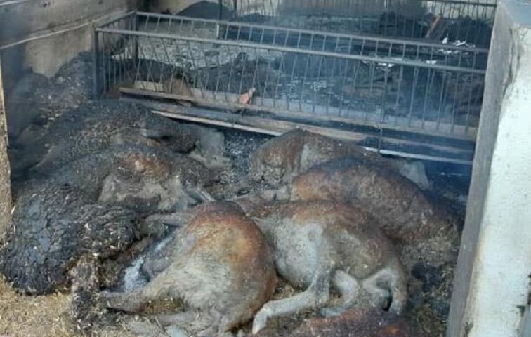 Alcuni animali morti nell'incendio di Siniscola - Foto de L'Eco di barbagia