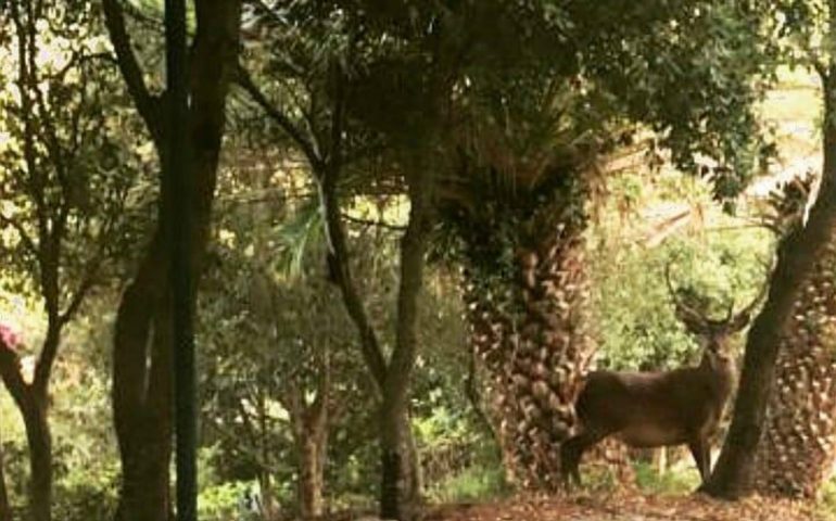 La foto. Un cervo cerca cibo tra le case di Villaggio Rolandi a Montevecchio