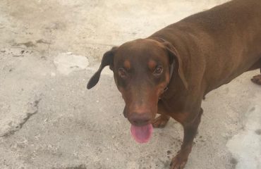 dobermann Maya