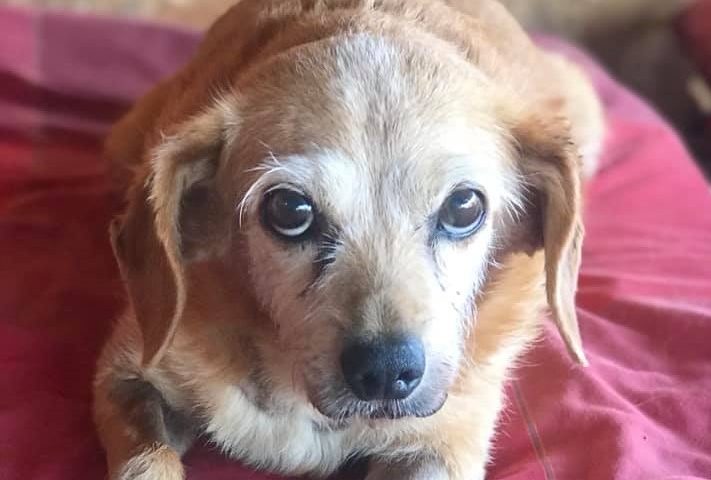 Mamma Tea, la dolcezza fatta cane. Anziana e malata, combatte grazie all’amore che riceve al rifugio Amici degli Animali di Gonnosfanadiga