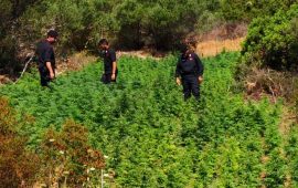 La piantagione sequestrata a Golfo Aranci