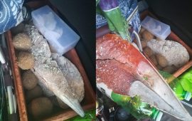 Le pinna nobilis, le conchiglie e le "patate di mare" sequestrate ieri a Olbia