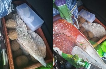 Le pinna nobilis, le conchiglie e le "patate di mare" sequestrate ieri a Olbia