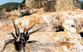 In Sardegna vive il “Ragno Nuragico”: una specie individuata solo nell’Isola