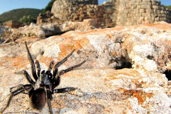 In Sardegna vive il “Ragno Nuragico”: una specie individuata solo nell’Isola