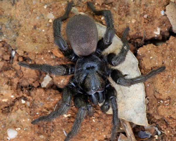 Você sabia? Na Sardenha existe a "Aranha Nuragica" por enquanto identificada apenas na Ilha
