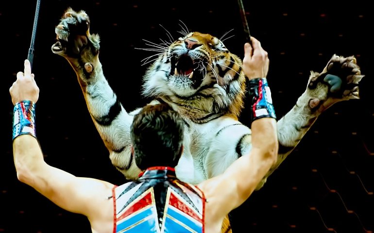 Una tigre e un domatore in un circo - Foto di repertorio (Pixabay)