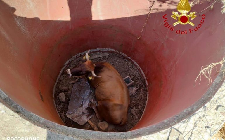 Aritzo: mucca cade in un pozzo, salvata dai Vigili del Fuoco