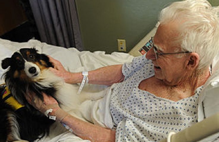 Cani e gatti in ospedale con i loro amici degenti