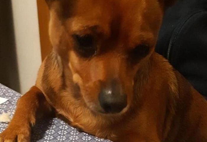 Aveva salvato la vita al suo padrone il cagnolino Willi, gli assegnano il primo premio Fedeltà