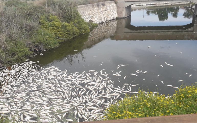 Molentargius invaso dai pesci morti ogni volta che piove tanto, possibile che non ci sia soluzione?