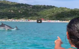 delfini a cala pira