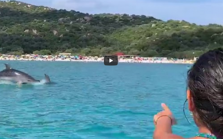 delfini a cala pira