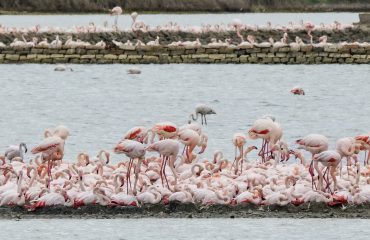 Fenicotteri, Foto National Geographic, Barbara Dall'Angelo