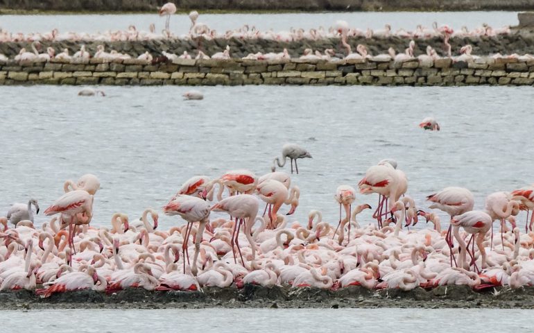 Fenicotteri, Foto National Geographic, Barbara Dall'Angelo