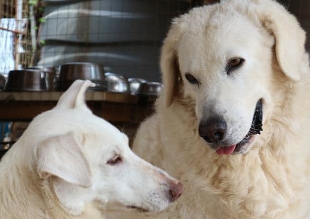 (FOTO) Con tutto l’amore che c’è: Gastone e Tina, due rifugiati innamorati e inseparabili