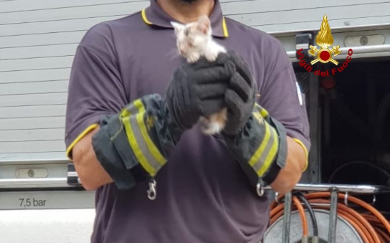 Masua: i Vigili del Fuoco salvano un gattino caduto in un canale di scolo