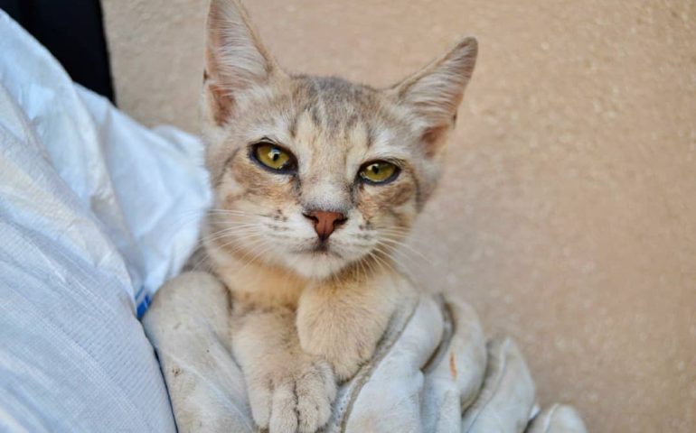 I “gattini di carta”: 8 micetti abbandonati, soli e malati, in cerca urgente di casa o stallo