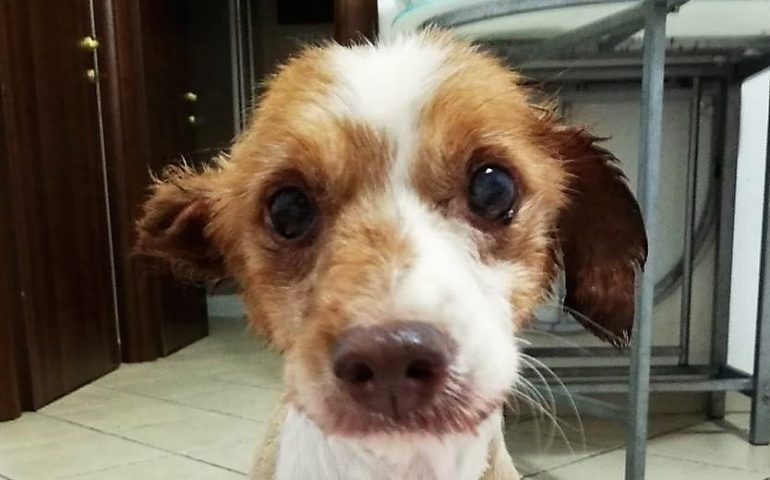 Giornata mondiale del cane: tutti pazzi per i quattro zampe. L’appello: non comprate ma adottate da canili e rifugi