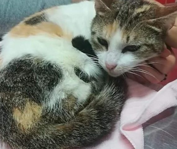 Cercasi adozione del cuore per Margot: non più cucciola e con una zampina al contrario a causa di frattura