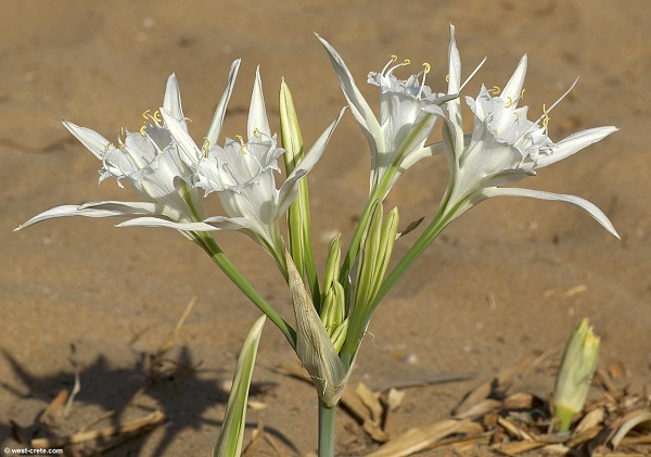 Lo sapevate? Una leggenda sarda racconta l’origine de “Su lillu de mari”, il giglio di mare