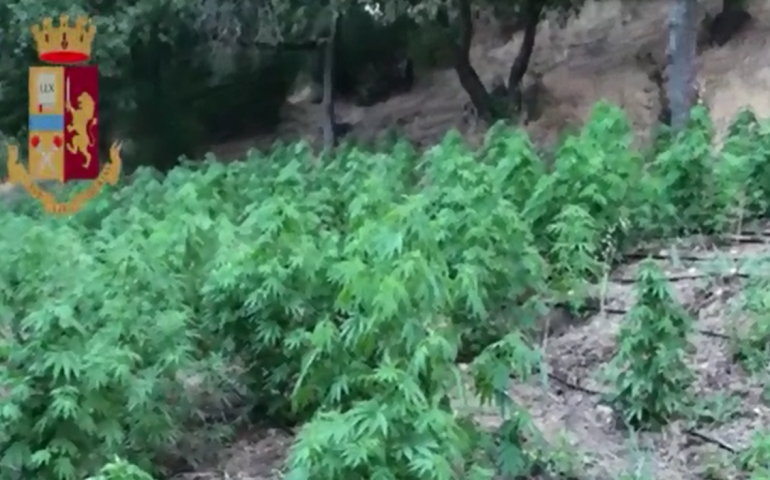La Polizia sequestra una piantagione di marijuana che avrebbe prodotto 100 chili di droga. In manette un giovane di Orgosolo