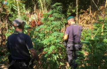 Piantagione di marijuana a Maracalagonis