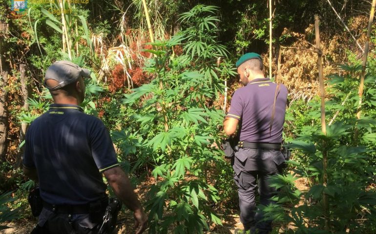 Piantagione di marijuana a Maracalagonis