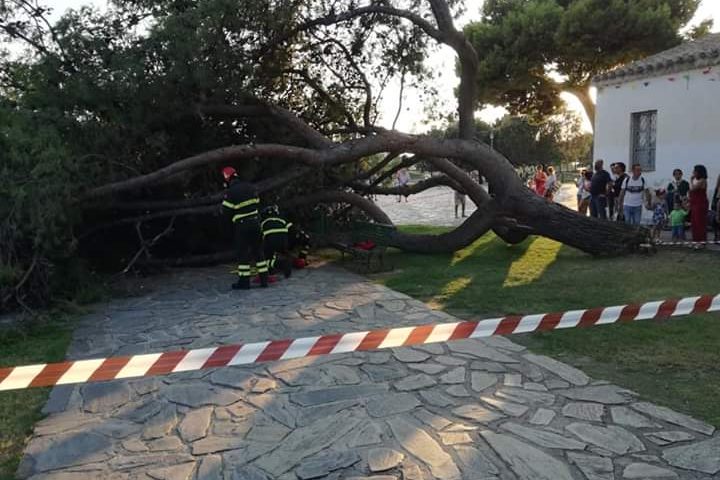 Paura a Sant’Andrea: crolla un pino in mezzo ai bambini, tragedia sfiorata