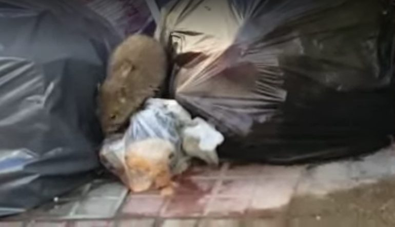Grossi topi a San Michele, l’appello dei cittadini: “venite a pulire”