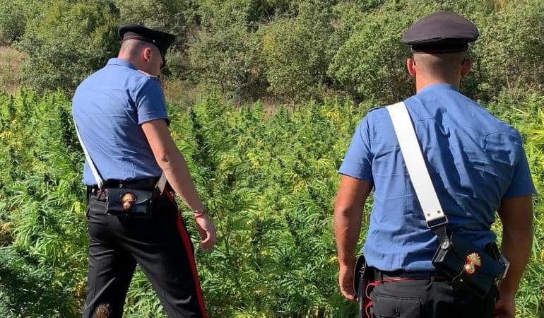 Orani, i carabinieri scoprono una piantagione di droga. I responsabili scappano nel bosco