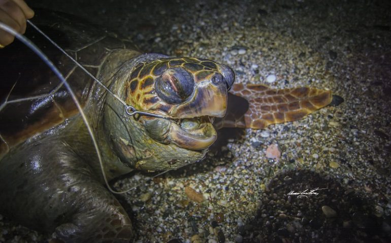 Cardedu, tartaruga Caretta Caretta trovata morta. Ad ucciderla un amo