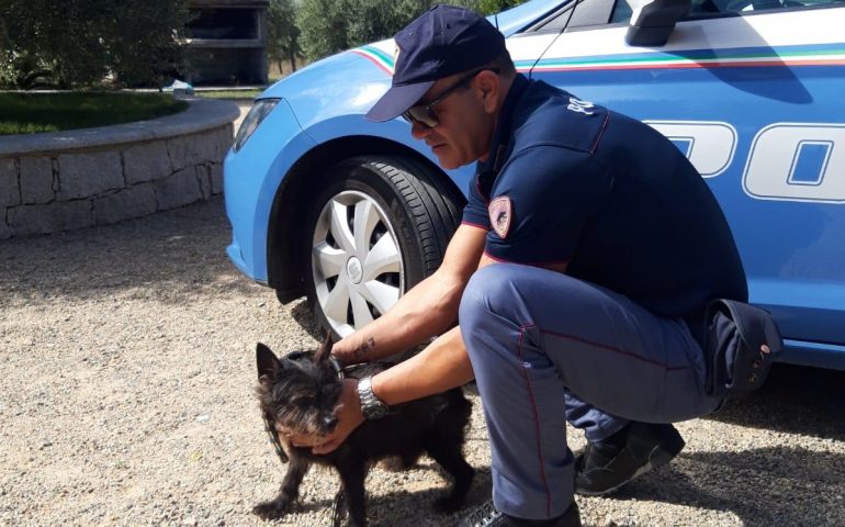 Kot, cagnetto ferito e salvato dai poliziotti ora cerca una famiglia