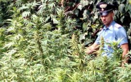 I carabinieri di Quartu scoprono serra di marijuana a Flumini