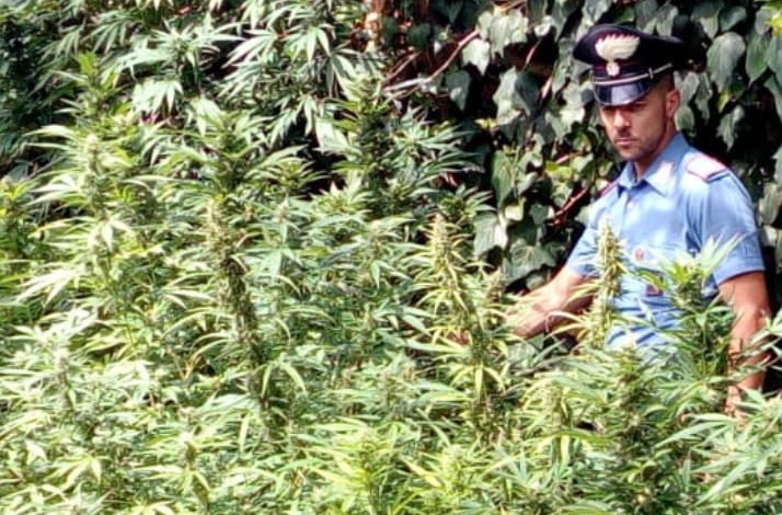 I carabinieri di Quartu scoprono serra di marijuana a Flumini