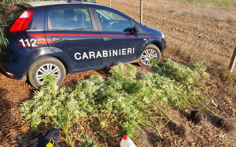 Coltivazione di marijuana a Pabillonis