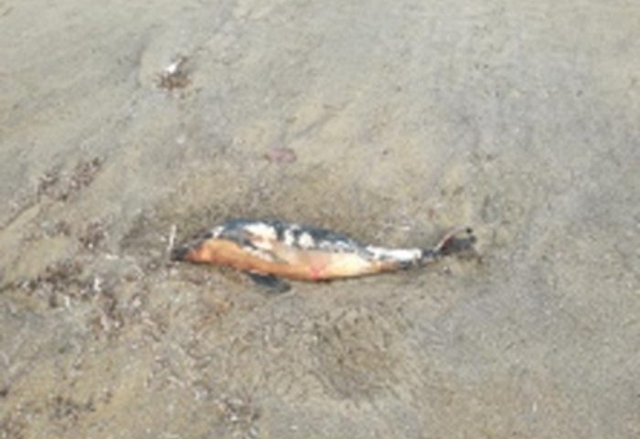 Bosa, trovato un cucciolo di delfino morto nella spiaggia di Turas